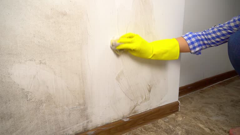 Best Mold Damage Restoration  in Duncannon, PA