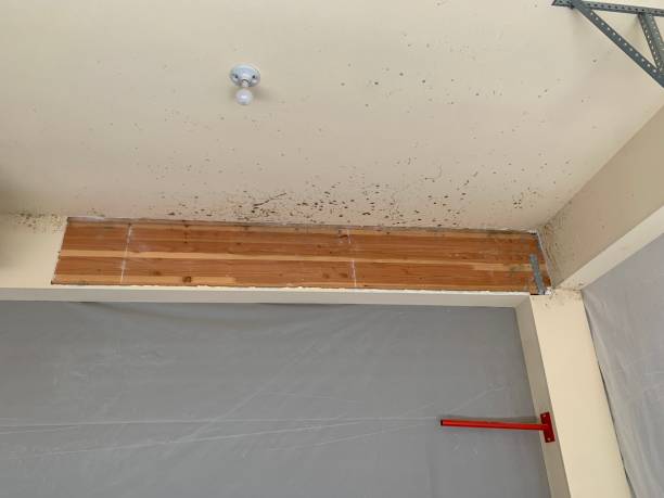 Best Environmental Consulting for Mold Prevention  in Duncannon, PA
