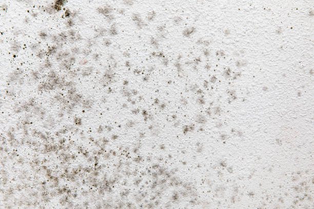 Best Mold-Related Health Consultation  in Duncannon, PA