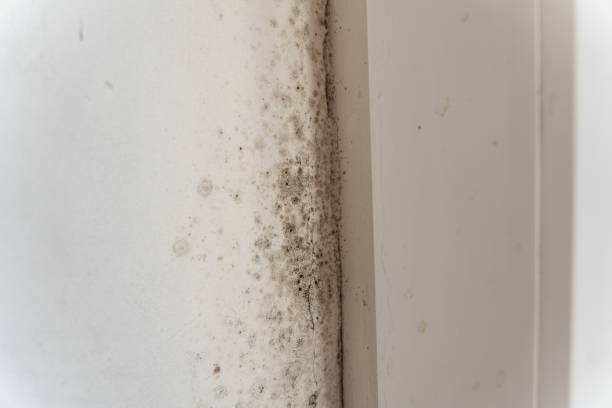Mold Odor Removal Services in Duncannon, PA
