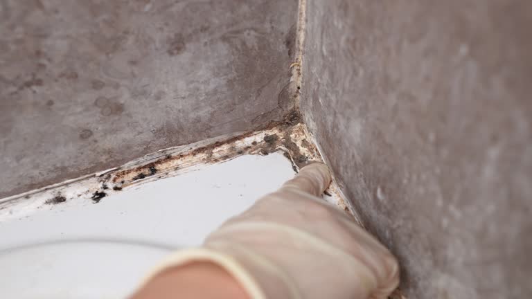 Best Real Estate Mold Inspection  in Duncannon, PA