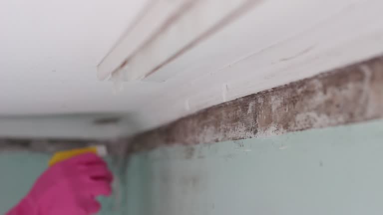 Best Airborne Mold Testing  in Duncannon, PA