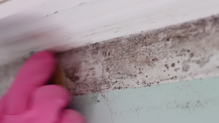 Best Basement Mold Removal  in Duncannon, PA